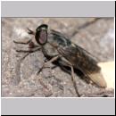 Tabanus bromius - Bremse 01b 13mm.jpg